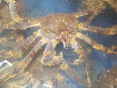 帝王蟹-海景壹号大酒店(滨湖店)