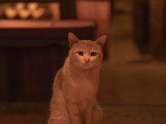 -城墙外BAR