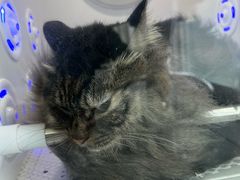 -爱洗澡的猫(望京店)