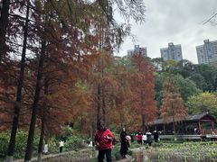 -重庆彩云湖湿地公园