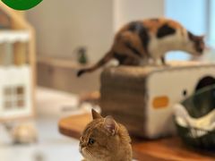 -Cappucimeow猫咪咖啡馆(韦伯时代店)