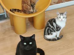 -有喵·猫咖·狗咖·30几只猫10只小狗(岗厦店)