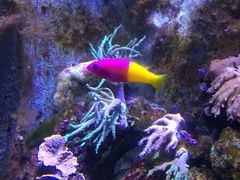-悉尼海洋生物水族馆