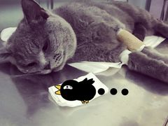 -中农大我爱我爱24h动物医院·中医针灸·猫专科·骨科医疗中心(双井店)