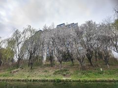 -新江湾城公园