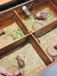 -酷嗒动物文化乐园(cutezoo西溪乐天城店)