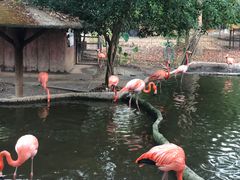 -清迈夜间动物园