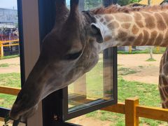 -西霞口神雕山野生动物世界