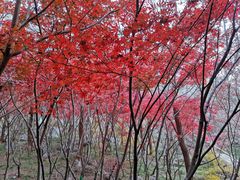 -崂山巨峰游览区