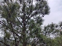 -宁波松兰山滨海旅游度假区
