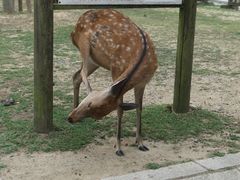 -奈良公园