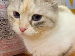 -猫小院猫主题餐厅(三里屯店)