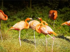 -杭州野生动物世界