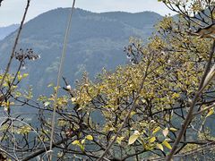 -舒家湾天主教堂