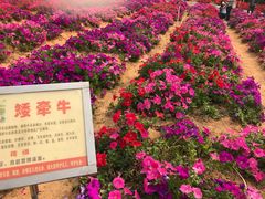 -松山湖梦幻百花洲