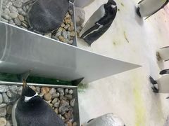 -大连圣亚海洋世界