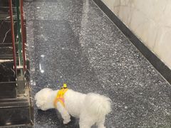 -瑞鹏宠物医院华南总院·夜诊·心脏科·骨科