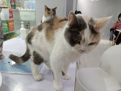 -喵的天空名猫咖啡馆·撸猫·猫舍·用品