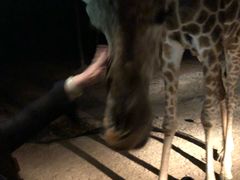 -清迈夜间动物园