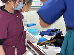 -美联众合动物医院·24h转诊中心