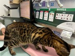 -宠福鑫康馨动物医院·骨科·眼科