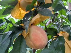 -老袁家蜜桃农场·阳山水蜜桃