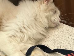 -飞行喵MR PILOT|猫舍·猫咖(静安大融城店)