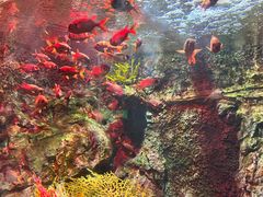 -太平洋海底世界