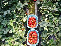 -恒绿农产品草莓采摘园