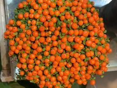 -双季花艺园艺市场(浦东店)