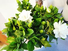 -金陵花卉交易市场