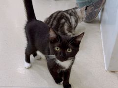-共舞时光猫咖·狗咖(新街口店)