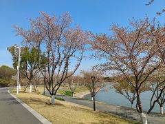 -羊山湖公园