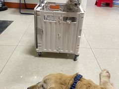 -瑞派福兴宠物医院犬猫全科·骨科·中西医结合(河东店)