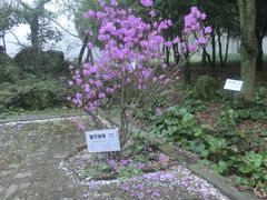 -汉拿树木园