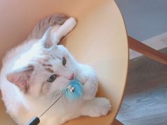 -COTTON CAFE(德信·中外公寓店)