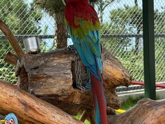 -西霞口神雕山野生动物世界