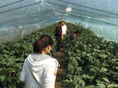 -南汇老顾农家乐采摘大团水蜜桃采摘店