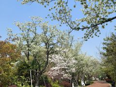 -金鸡湖桃花岛
