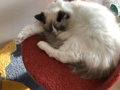 -猫腻·猫咖·撸猫馆(星光大道店)