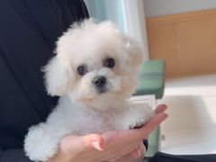 -帕帕拉兹宠物(亚洲旗舰店)