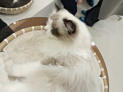 -共舞时光猫咖·狗咖(新街口店)