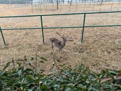 -合肥野生动物园