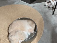 -more than meow吴止猫主题餐厅(承德 中船汇店)