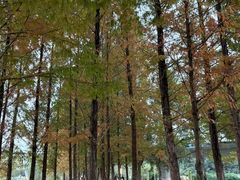 -白鹭湾湿地公园