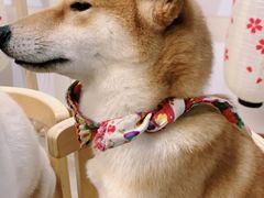 -柴迷FANS CLUB·柴犬狗咖·猫咖