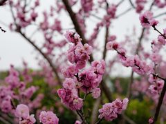 -无锡梅园公园