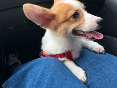 -1013 PET SHOP 宠物商店(近铁城市广场店)
