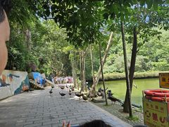 -西双版纳原始森林公园