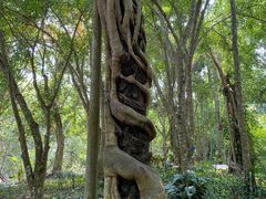 -中国科学院西双版纳热带植物园